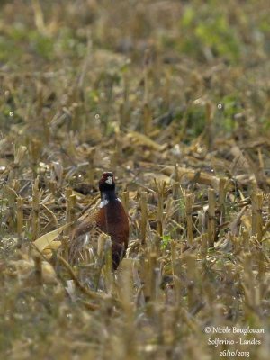 COMMON-PHEASANT-M