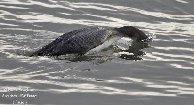 COMMON LOON 1st winter - Diving in profile 
