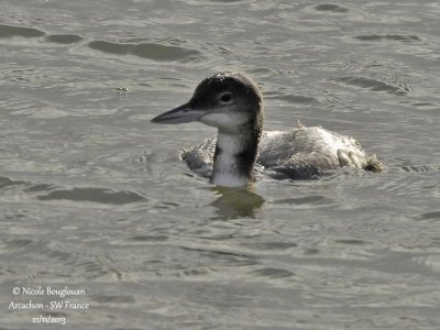 COMMON LOON 1st winter