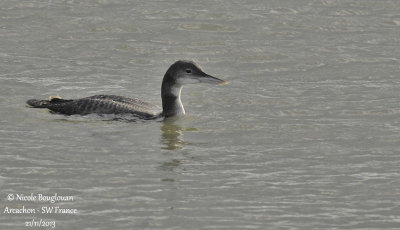 COMMON LOON 1st winter