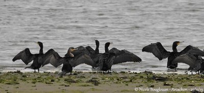 GREAT CORMORANT