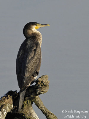 Great Cormorant juvenile