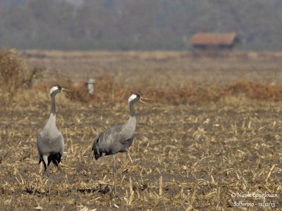 Common Cranes pair 