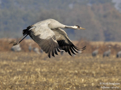 Common Crane 