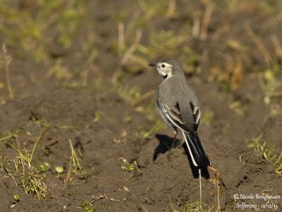 White Wagtail 