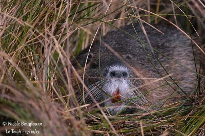 Coypu 7572.jpg