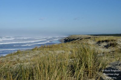 Sea coast and sand dunes 8189