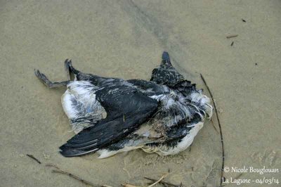 8768 - Common Murre - Guillemot de Trol