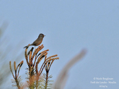 DARTFORD WARBLER - SYLVIA UNDATA - FAUVETTE PITCHOU