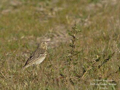 8278 - Tree Pipit