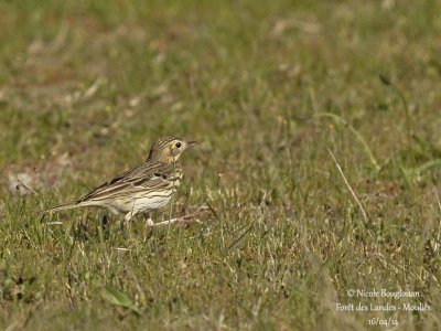 8265 - Tree Pipit