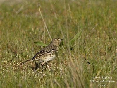 8256 - Tree Pipit