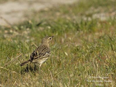 8253 - Tree Pipit