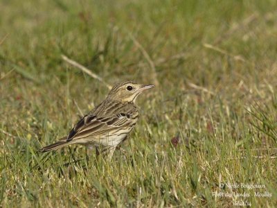 8250 - Tree Pipit