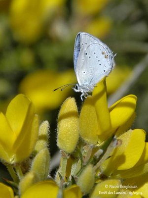 SHORT-TAILED BLUE - CUPIDO ARGIADES - AZURE DU TREFLE