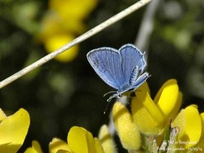 SHORT-TAILED BLUE - CUPIDO ARGIADES - AZURE DU TREFLE