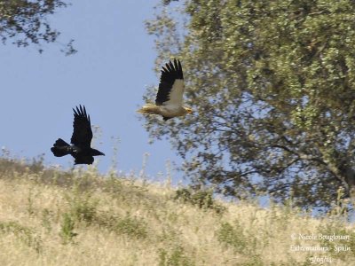9209 egyptian vulture - common raven