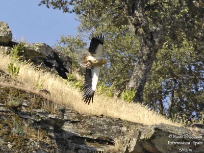 9205 egyptian vulture - common raven