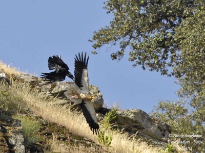 9204 egyptian vulture - common raven