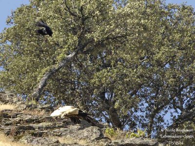 9194 egyptian vulture - common raven