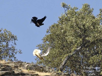 9191 egyptian vulture - common raven