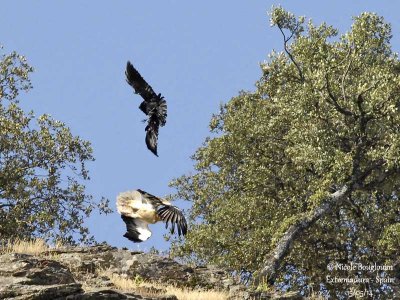 9190 egyptian vulture - common raven