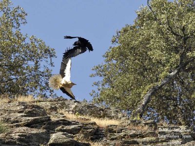 9189 egyptian vulture - common raven
