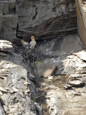 9146 egyptian vulture nest-site