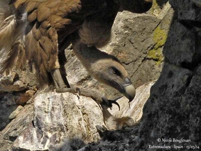 Birding in Extremadura and Monfrage Park - May 2014