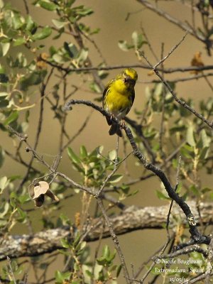 8741European Serin