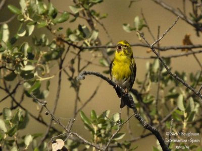 EUROPEAN SERIN - SERINUS SERINUS - SERIN CINI