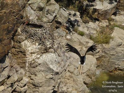 BLACK STORK - CICONIA NIGRA - CIGOGNE NOIRE