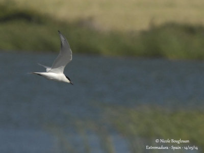 8628 Gull-billed Tern 