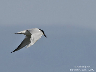 8623 Gull-billed Tern 