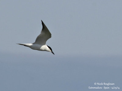 8622 Gull-billed Tern 