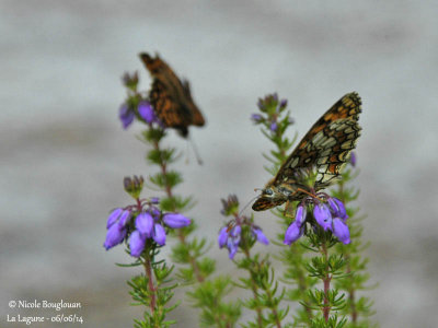 9202 Nymphalinae