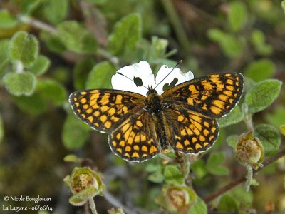 9195 Nymphalinae