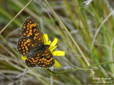 9188 Nymphalinae