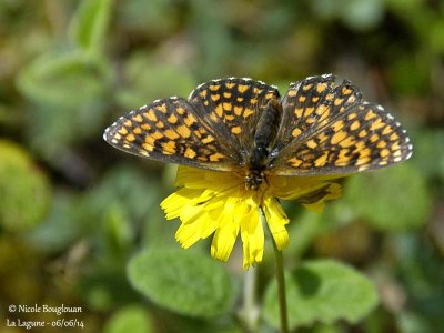 9186 Nymphalinae