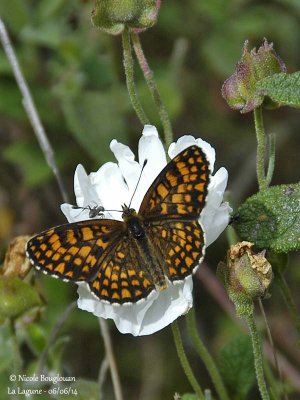 9184 Nymphalinae