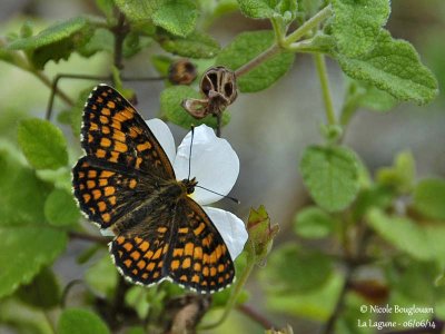 9180 Nymphalinae