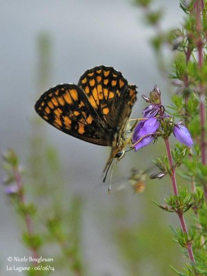 9173 Nymphalinae