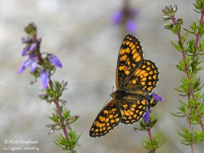 9172 Nymphalinae