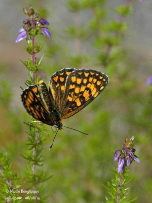 9171 Nymphalinae