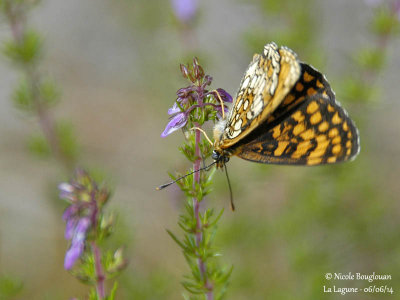 9168 Nymphalinae