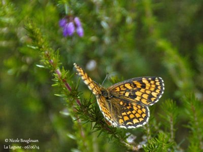 9153 Nymphalinae