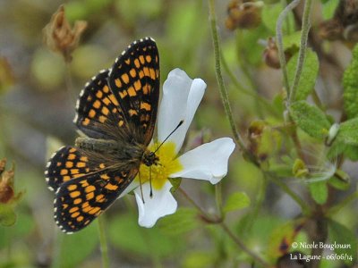 9151 Nymphalinae