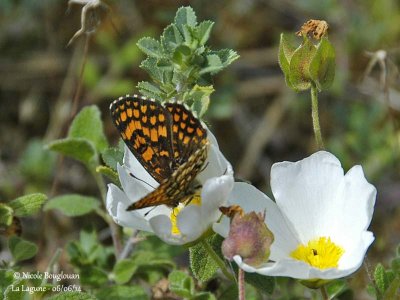 9146 Nymphalinae