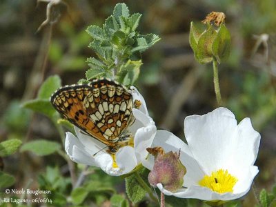 9143 Nymphalinae