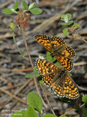 9159 Nymphalinae